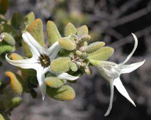 Cyphanthera tasmanica