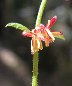Male flower Gonocarpus teucrioides