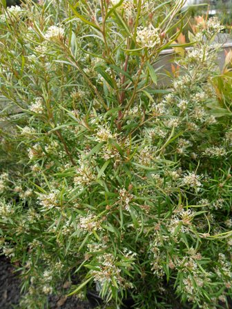 Plants Of Tasmania Nursery & Gardens