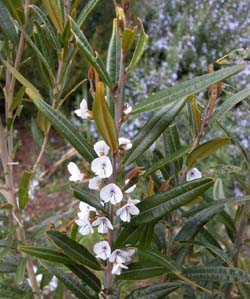 Hovea corrickiae