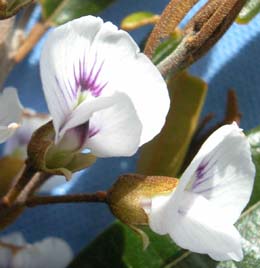 Hovea corrickiae